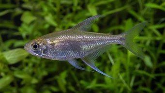 Moenkhausia pittieri Diamond Tetra