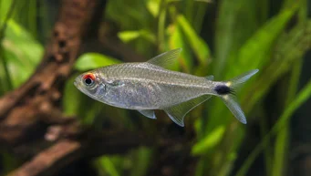 Moenkhausia sanctaefilomenae Moenkhausia com olhos vermelhos