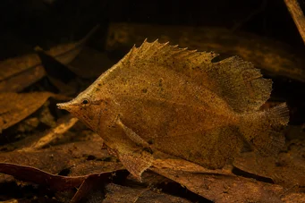 Monocirrhus polyacanthus Bombeiro