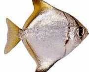 Monodactylus argenteus Peixe da lua