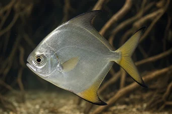 Monodactylus argenteus Peixe da lua
