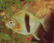 Myleus schomburgkii Schomburgy Myleus, Black Bar Myleus