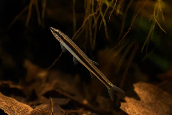 Nannobrycon eques Lápis