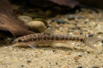 Nannocharax ansorgei Africano Tetra-Flechette D'Ansorge
