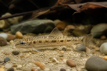 Nannocharax brevis Peixe -peixe africano anão