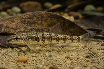 Nannocharax fasciatus Peixe africano listrado