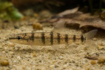 Nannocharax fasicatus Seybold Nannoharax