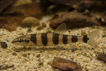 Nannocharax latifasciatus Tetrachete africano de grande banda