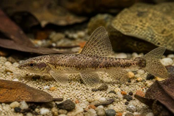 Nannocharax macropterus Tetra-Flechete africano com albacas grandes
