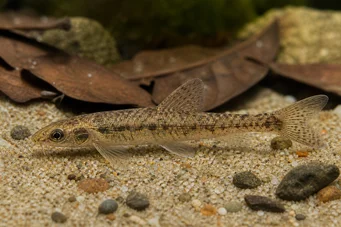 Nannocharax occidentalis Pesca de peixe da África Ocidental