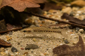Nannocharax parvus Grande tira Nanncharax