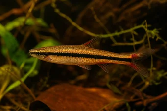 Nannostomus beckfordi aripirangensis Peixe -lápis dourado
