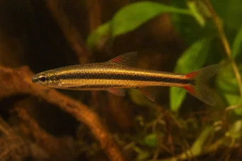 Nannostomus beckfordi Lápis