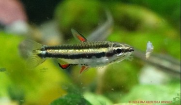 Nannostomus marginatus Peixe -lápis anão