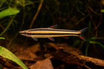Nannostomus marginatus Peixe -lápis anão