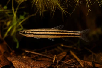Nannostomus trifasciatus Peixe a lápis de três bandas