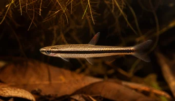Nannostomus unifasciatus unifasciatus Peixe lápis em uma tira