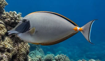 Naso lituratus (Espurra laranja nasal)