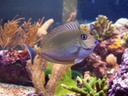 Naso Lopezi Naso esbelto