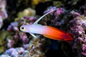 Nemateleotris magnifica Fire Gobie