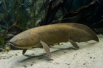 Neoceratodus forsteri Dipneuste australiano, Barrama de Aust.