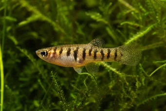 Neohaterandria elegans Heterandria elegante