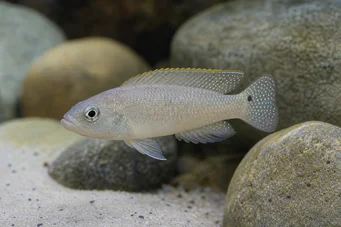 Neolamprologus caudopunctatus Neolamprologus caudopunctatus