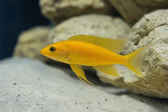 Neolamprologus leleupi Limão de ciclídeo