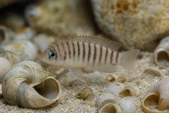 Neolamprologus multifasciatus (Lamprólogo estriado)