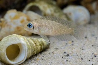 Neolamprologus ocellatus Ocellatus