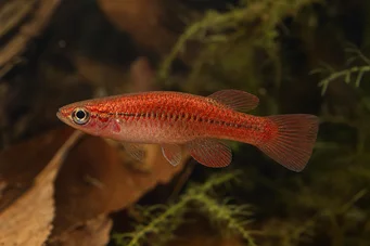 Neolebias ansorgii forme rouge Neolebias vermelhas de Ansorge