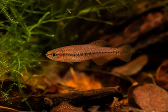 Neolebias ansorgii Characin de Ansorge, Rouge du Camarões