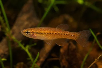 Neolebias kerguennae Neolebias de Kerguenn