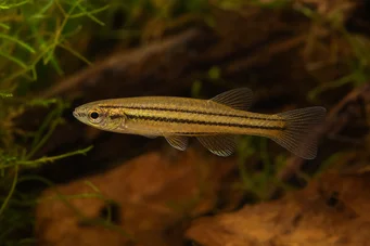 Neolebias trilineatus CARACTER AFRICANO COM TRÊS BANDAS