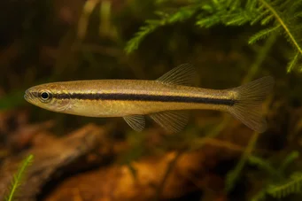 Neolebias unifasciatus Neolebias negras, caráter africano para uma banda