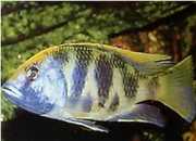 Nimbochromis venustus Venustus, capas de pavã...