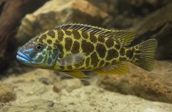 Nimbochromis venustus Venustus, capas de pavão