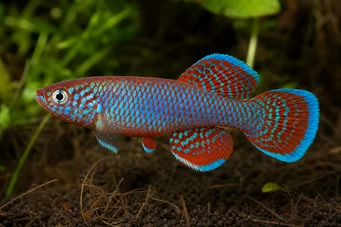 Nothobranchius rachovii RACHOV NOTTHOBRANCHE