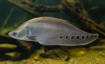 Notopterus chitala Faca de peixe