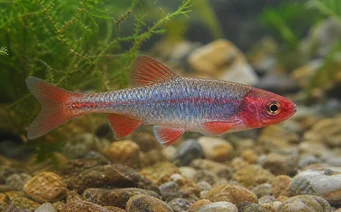 Notropis lutrensis IDE americano com barbatanas vermelhas