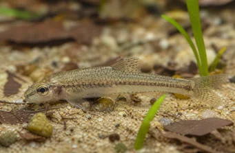 Odontocharacidium aphanes Aphanes de OdontoCharacidium