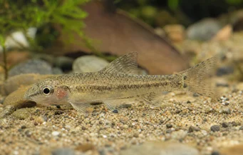 Odontocharacidium sp. aff. aphanes Tetrager de anão verde