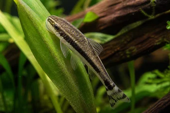 Otocinclus affinis (Anão otocinclus)