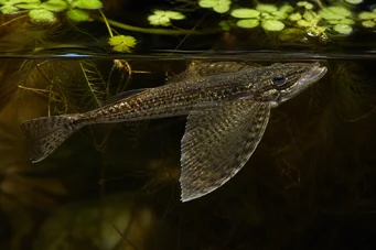 Pantodon buchholzi Peixe borboleta