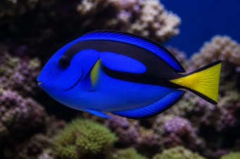 Paracanthurus hepatus (Cirurgião azul)