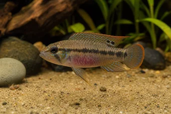 Pelvicachromis humilis Pelvicachromis humilis