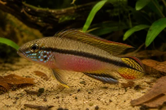 Pelvicachromis taeniatus Emerald Cichlid