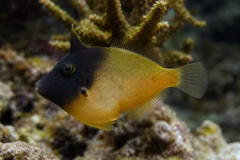 Pervagor melanocephalus (Peixe de cauda de cauda vermelha)
