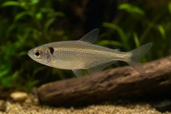 Phenacogaster pectinatus Pectinatus, banda dourada tetra
