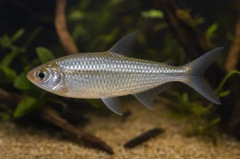 Phenagoniates macrolepis Tetra vermelha do Panamá